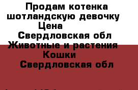 Продам котенка шотландскую девочку  › Цена ­ 1 000 - Свердловская обл. Животные и растения » Кошки   . Свердловская обл.